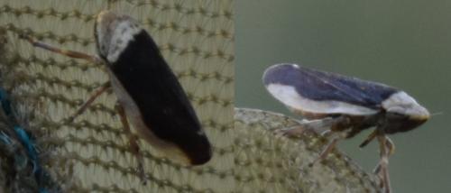 Philaenus spumarius